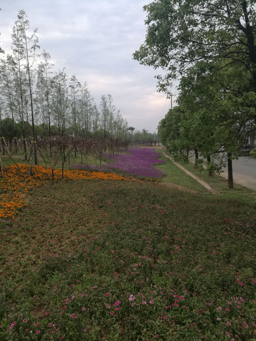 罗文花海涂鸦村