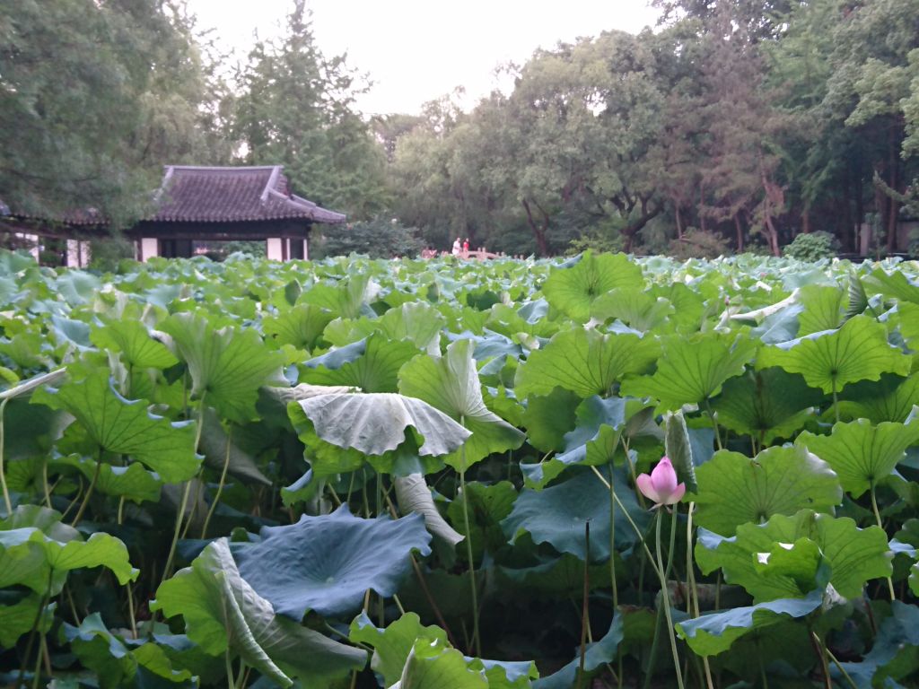 【携程攻略】湖州莲花庄好玩吗,湖州莲花庄景点怎么样