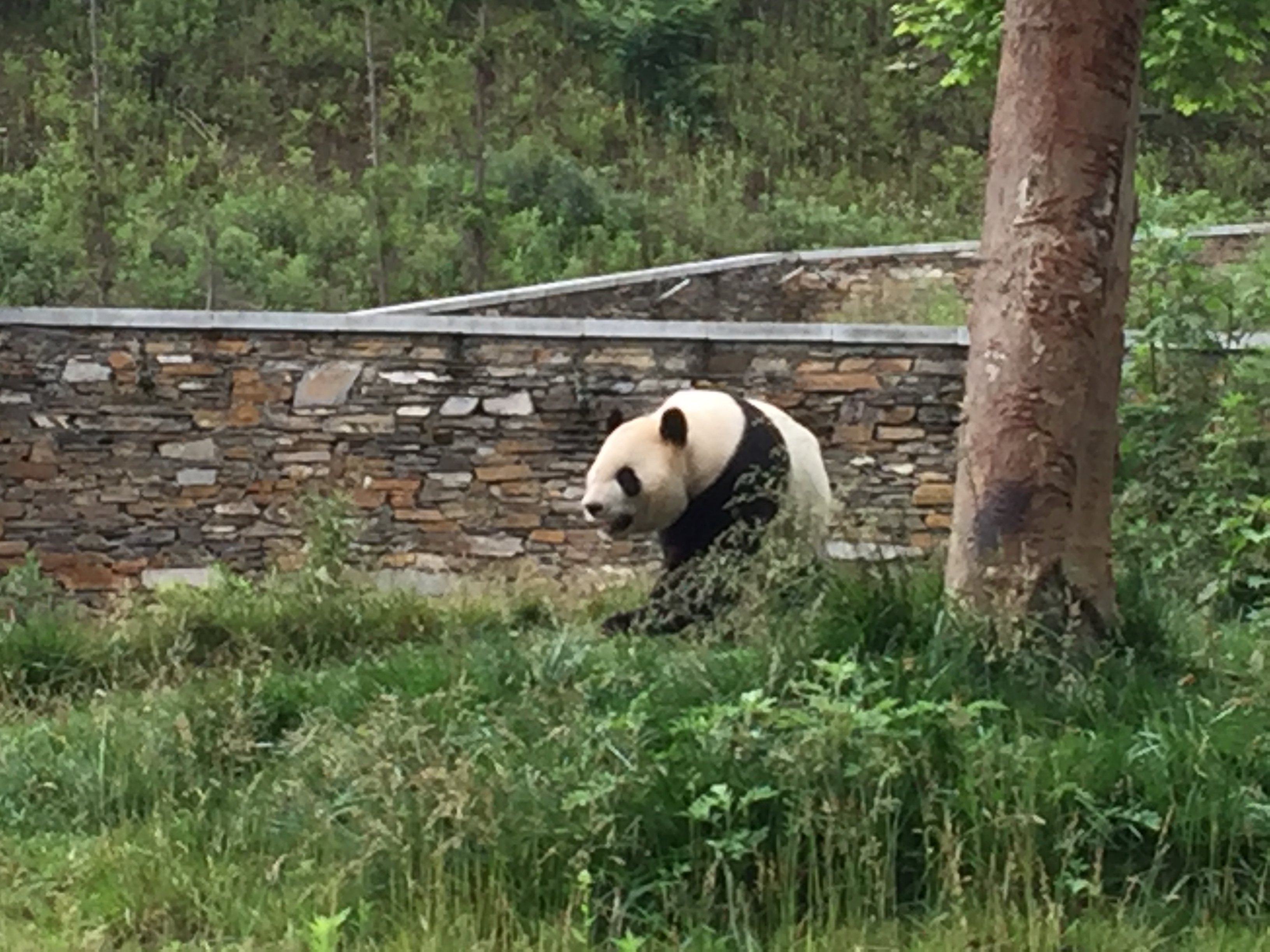 卧龙中华大熊猫苑神树坪基地