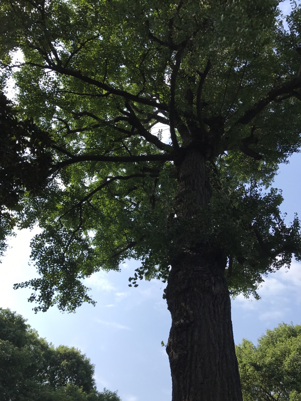 豫园曲径通幽啊,小小宅院,亭阁错落,树木林植,有些树都几百年了,而