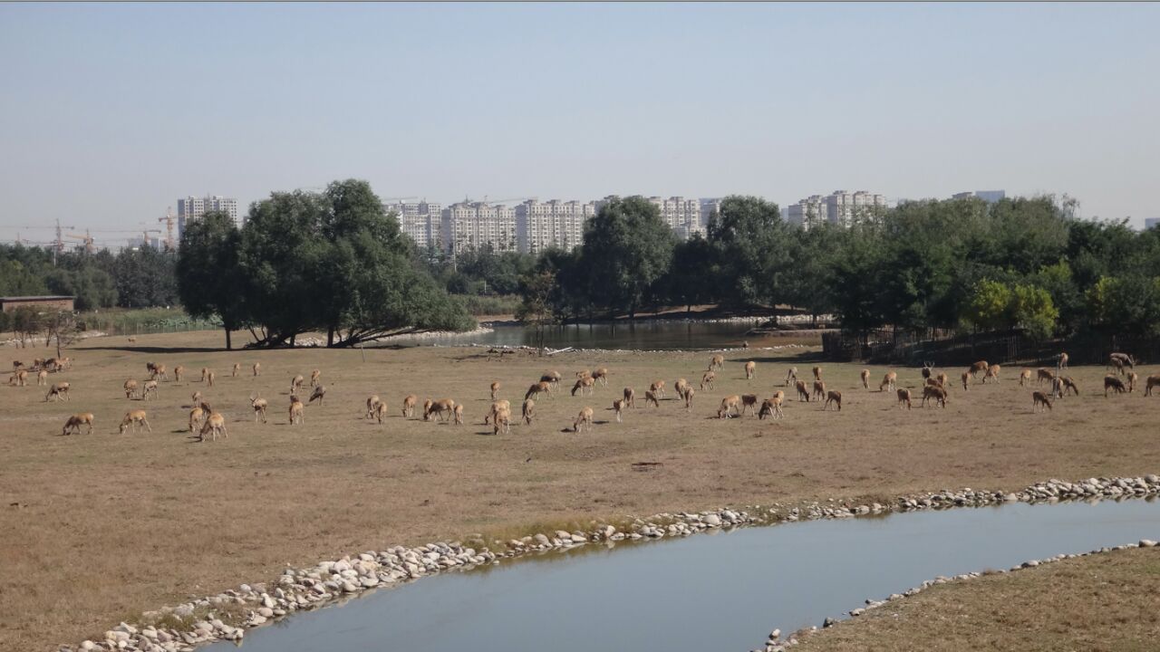 北京南海子郊野公园好玩吗,北京南海子郊野公园景点样