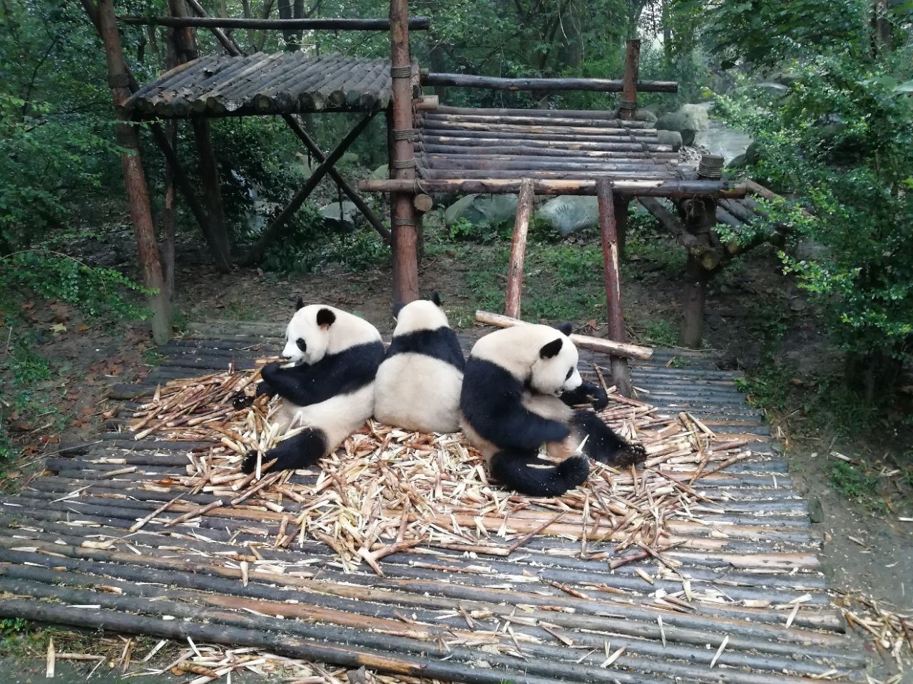 成都大熊猫繁育研究基地