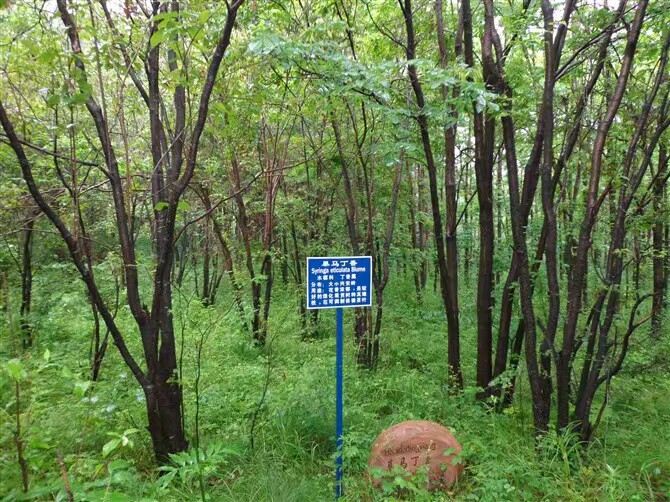 小兴安岭植物园
