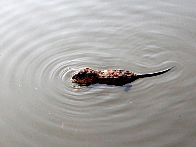 一只硕大的水老鼠悠哉地在水中游着.