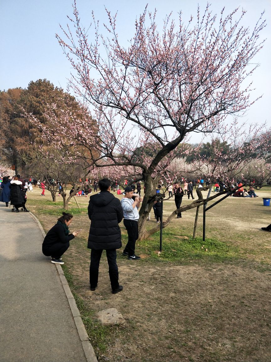 武汉东湖梅园好玩吗,武汉东湖梅园景点怎么样_点评_评价【携程攻略】