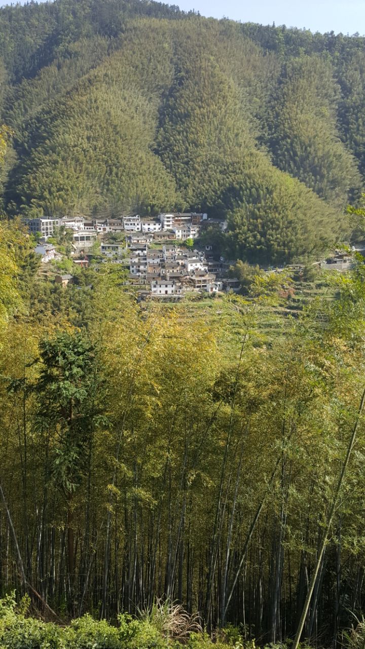 竹海位于宏村以东5公里处,青翠的竹海包围着小小的村落,周围除了竹林