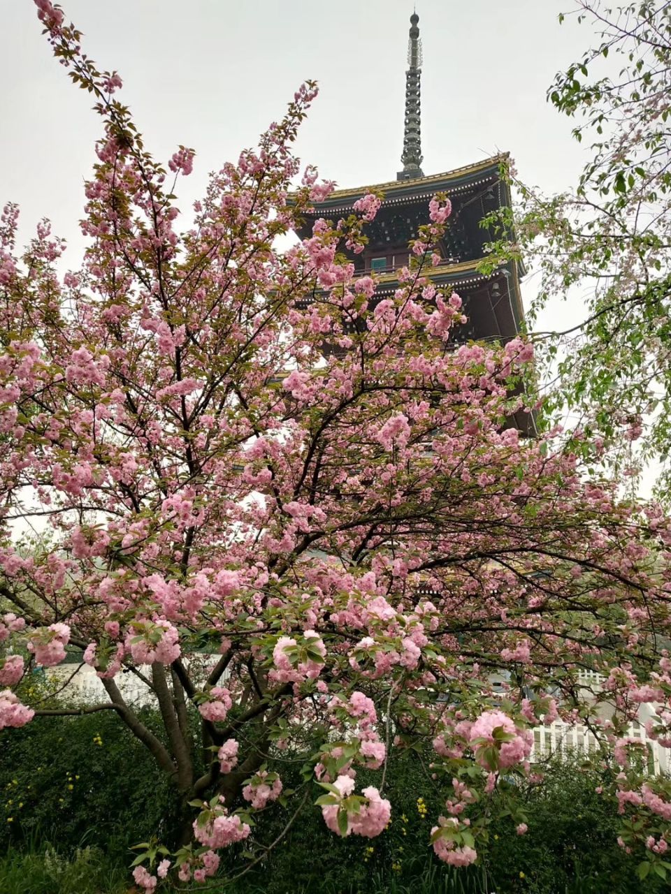 东湖樱花园旅游景点攻略图