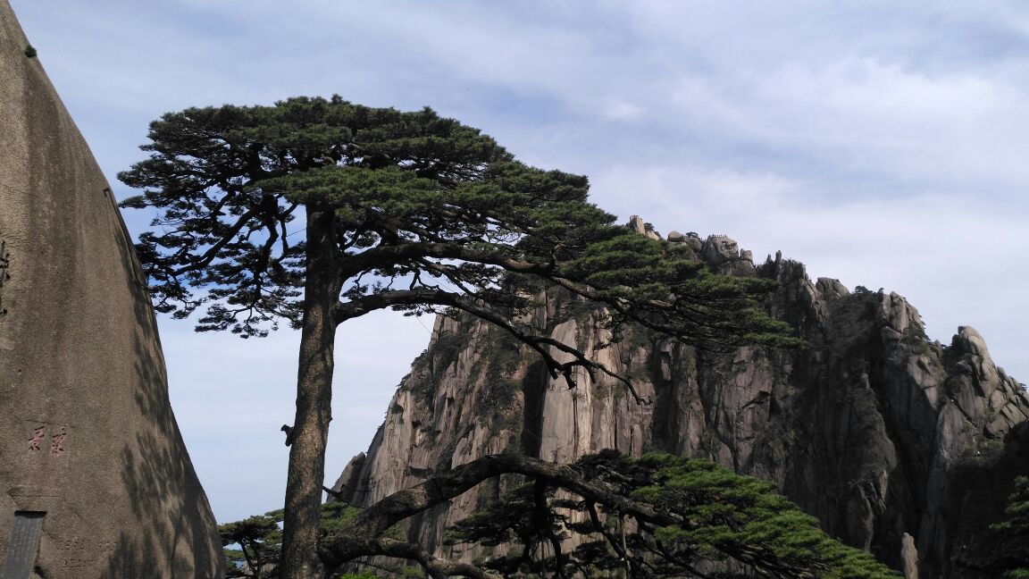 2019迎客松_旅游攻略_门票_地址_游记点评,黄山区旅游