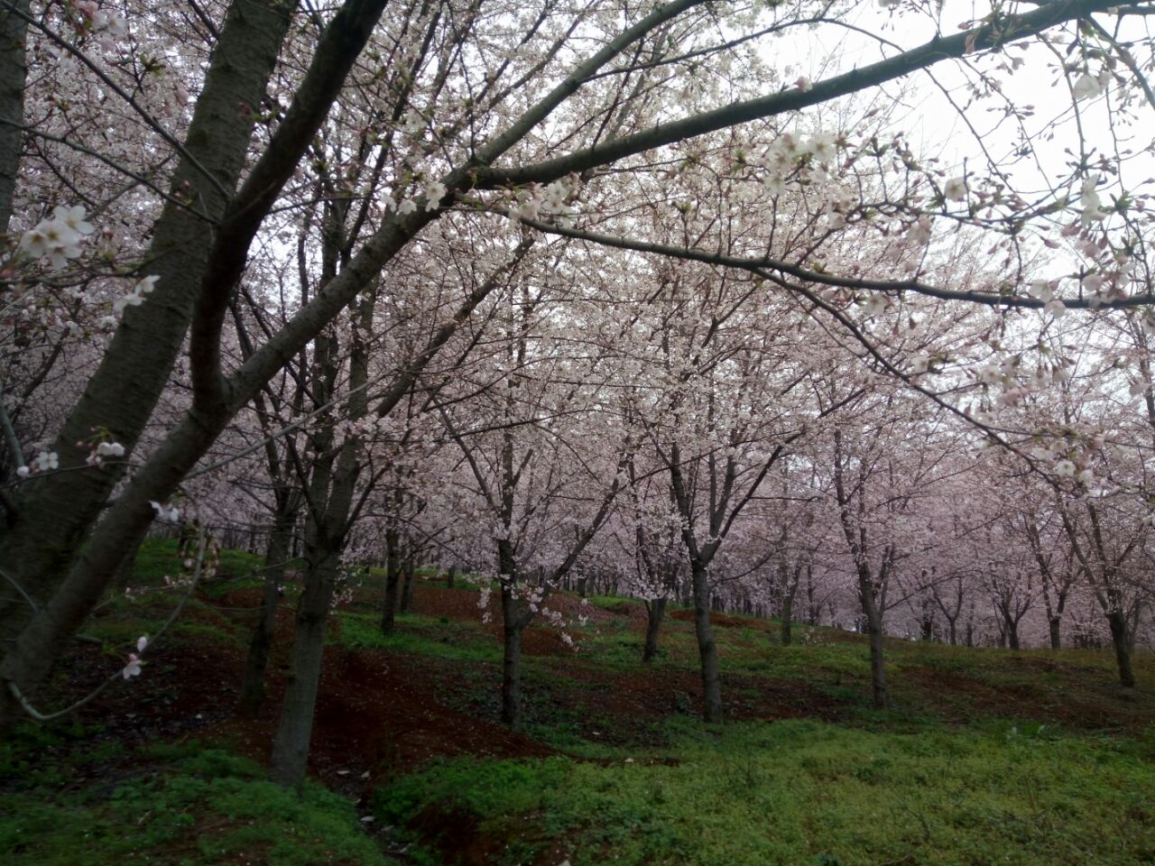 安顺平坝农场樱花园攻略,安顺平坝农场樱花园门票