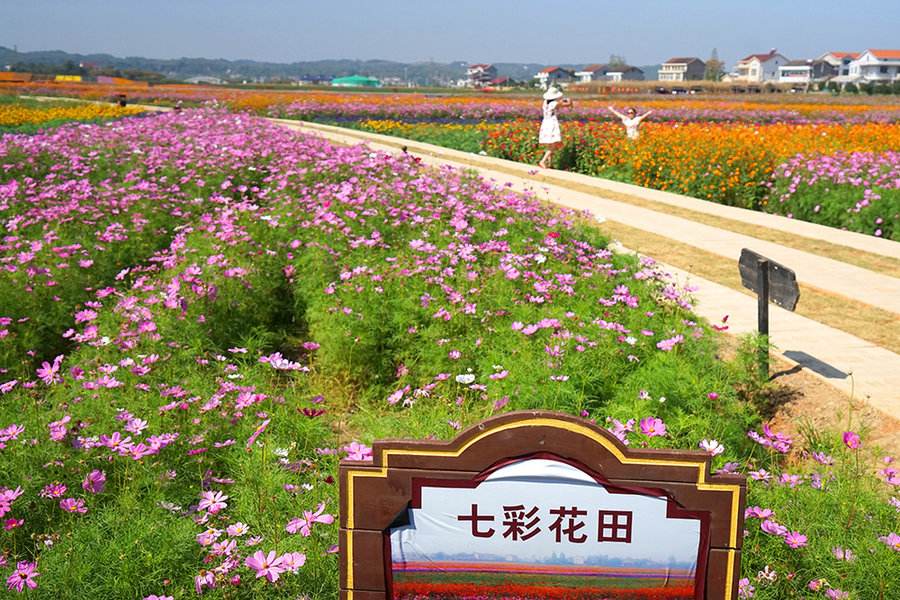 枫林花海