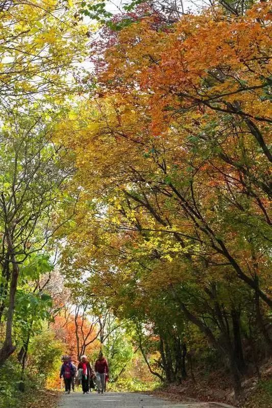 北京百望山森林公园攻略,北京百望山森林公园门票