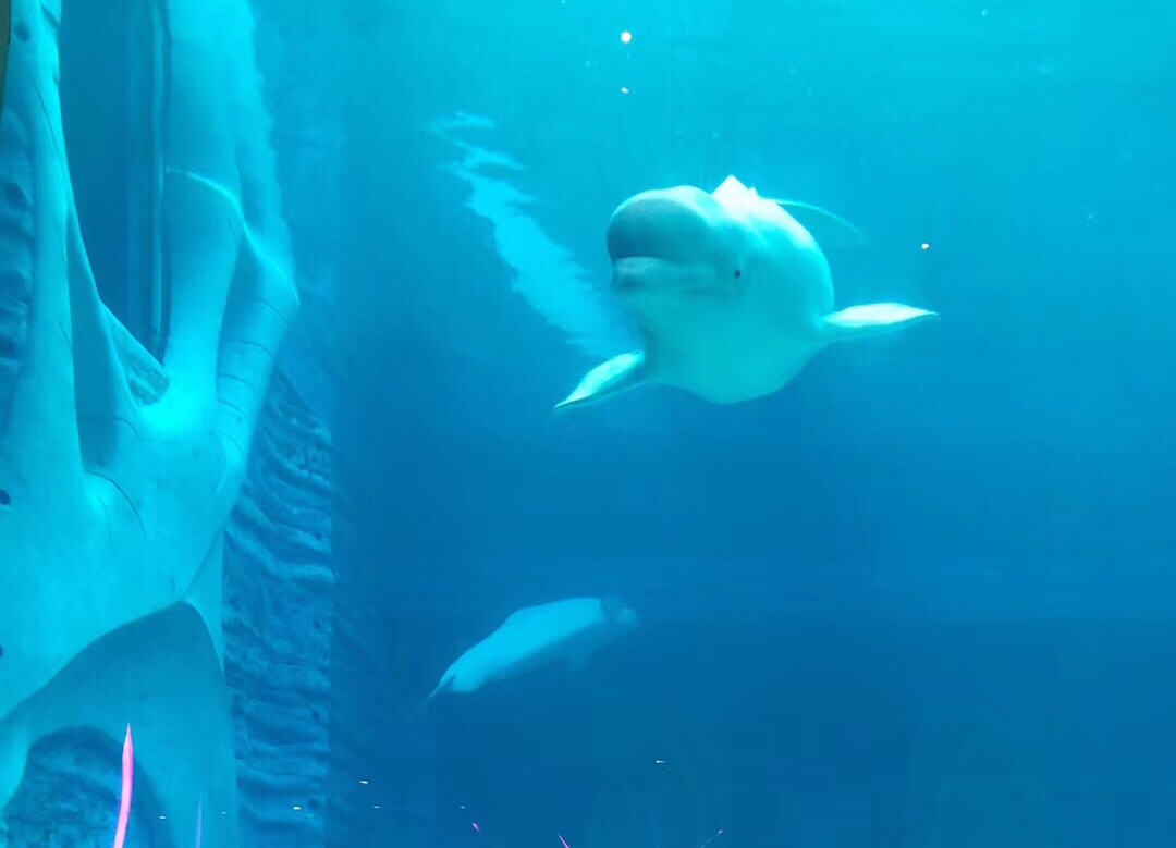 三亚亚特兰蒂斯失落的空间水族馆