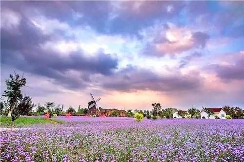 清泉花海