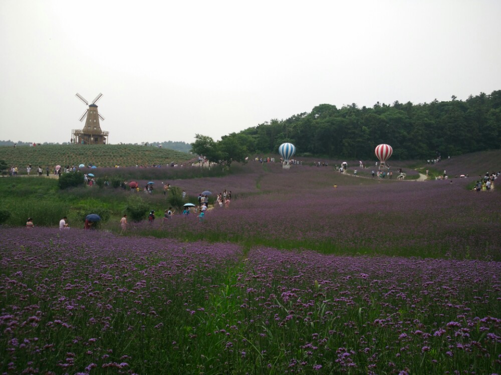 大塘金薰衣草庄园