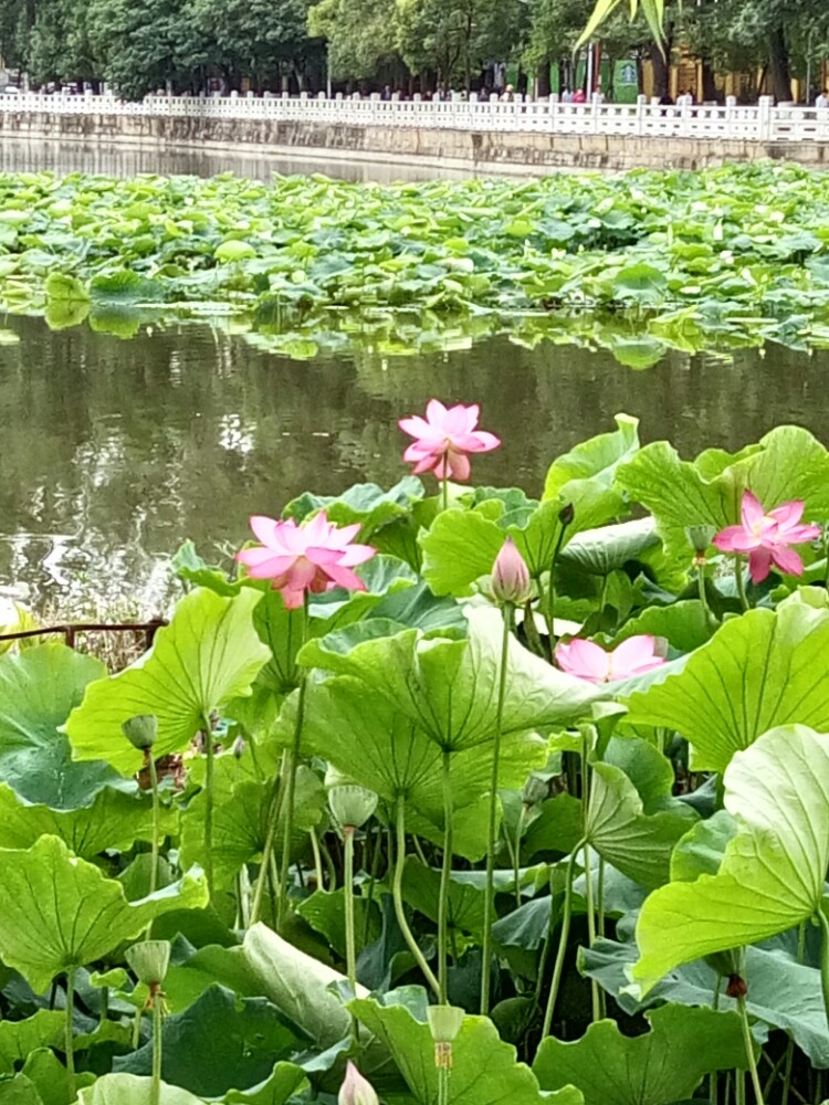 昆明翠湖公园好玩吗,昆明翠湖公园景点怎么样_点评