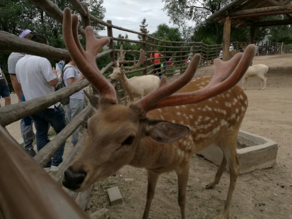 2019青藏高原野生动物园_旅游攻略_门票_地址_游记