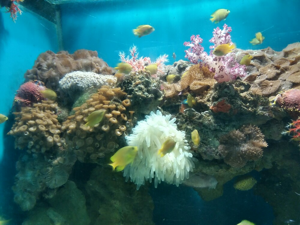 壁纸 海底 海底世界 海洋馆 水族馆 1000_750