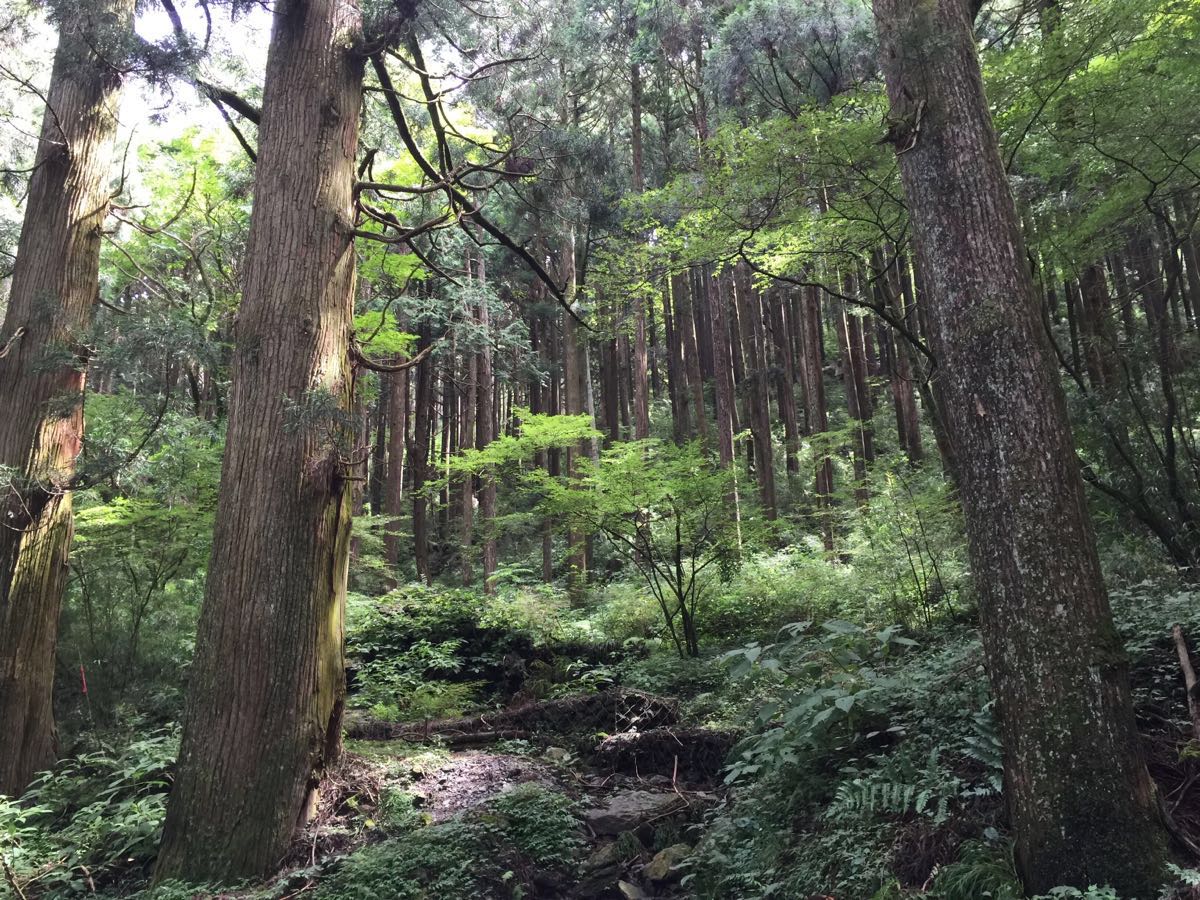 箱根旧街道杉并木