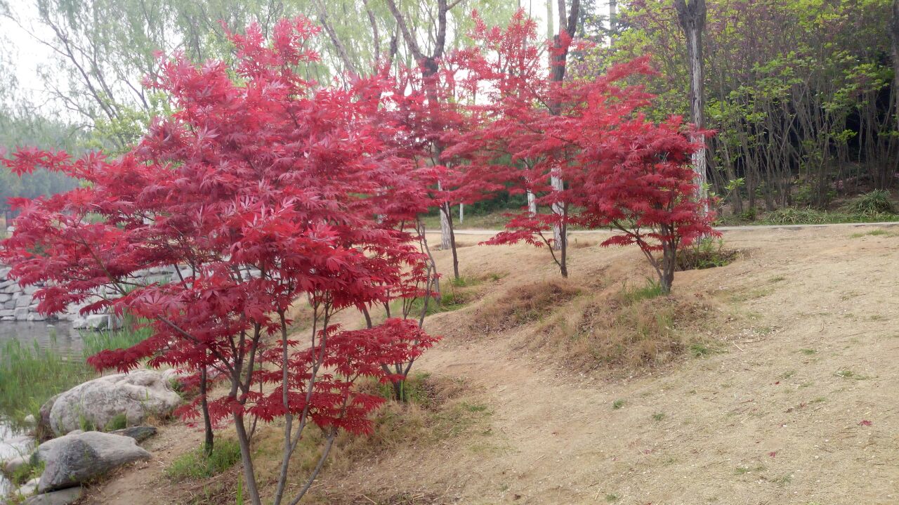 荥阳植物园旅游景点攻略图