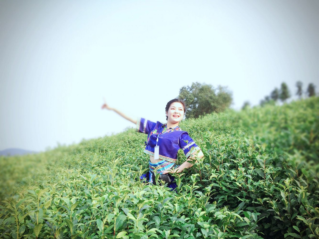 茶园美景中的土家族茶姑娘
