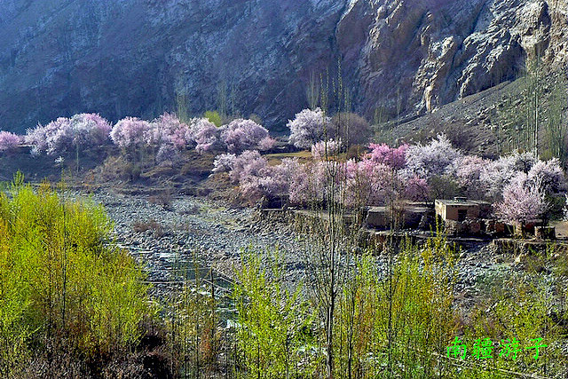 新疆喀什自助游:塔莎古道大同乡杏花村--世外桃源记(民俗记忆)