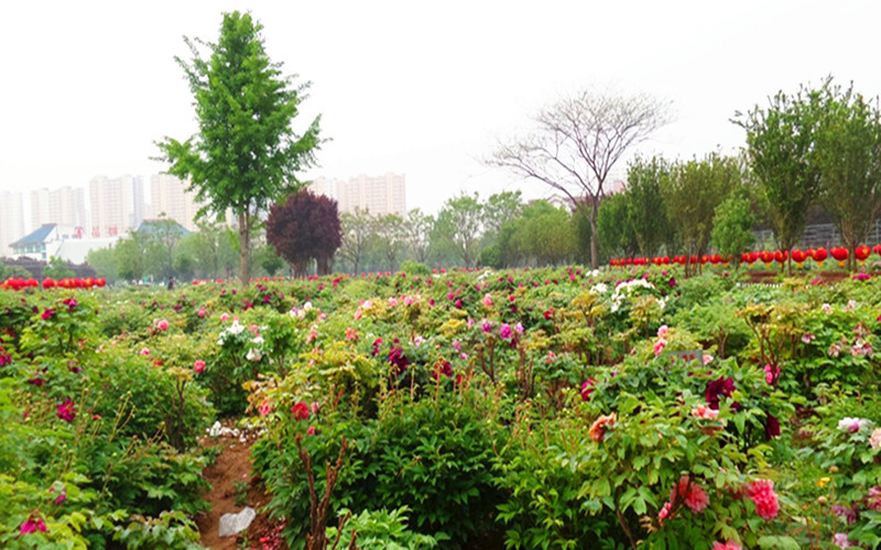 那一年,游走山东,菏泽火车自由行【菏泽古今牡丹园,国花门,曹州牡丹园