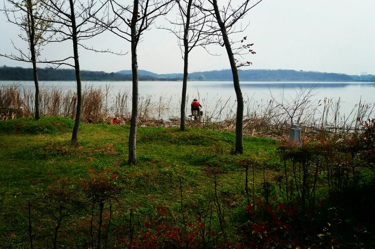 后官湖湿地公园,地处蔡甸,靠近汉阳郊区.