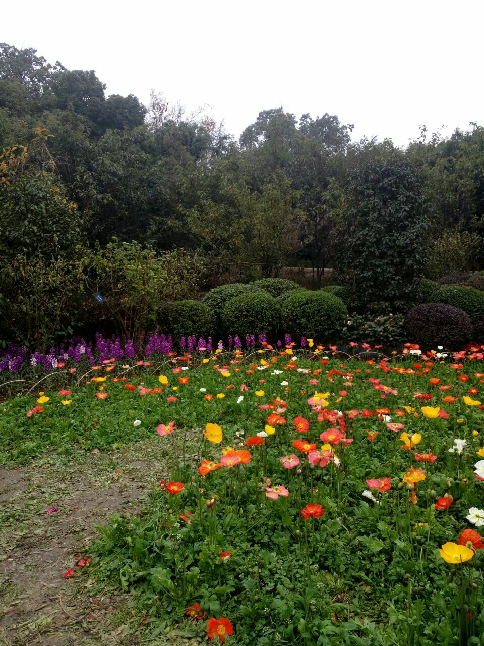 【携程攻略】成都成都植物园景点,很多植物,花儿,嘿嘿