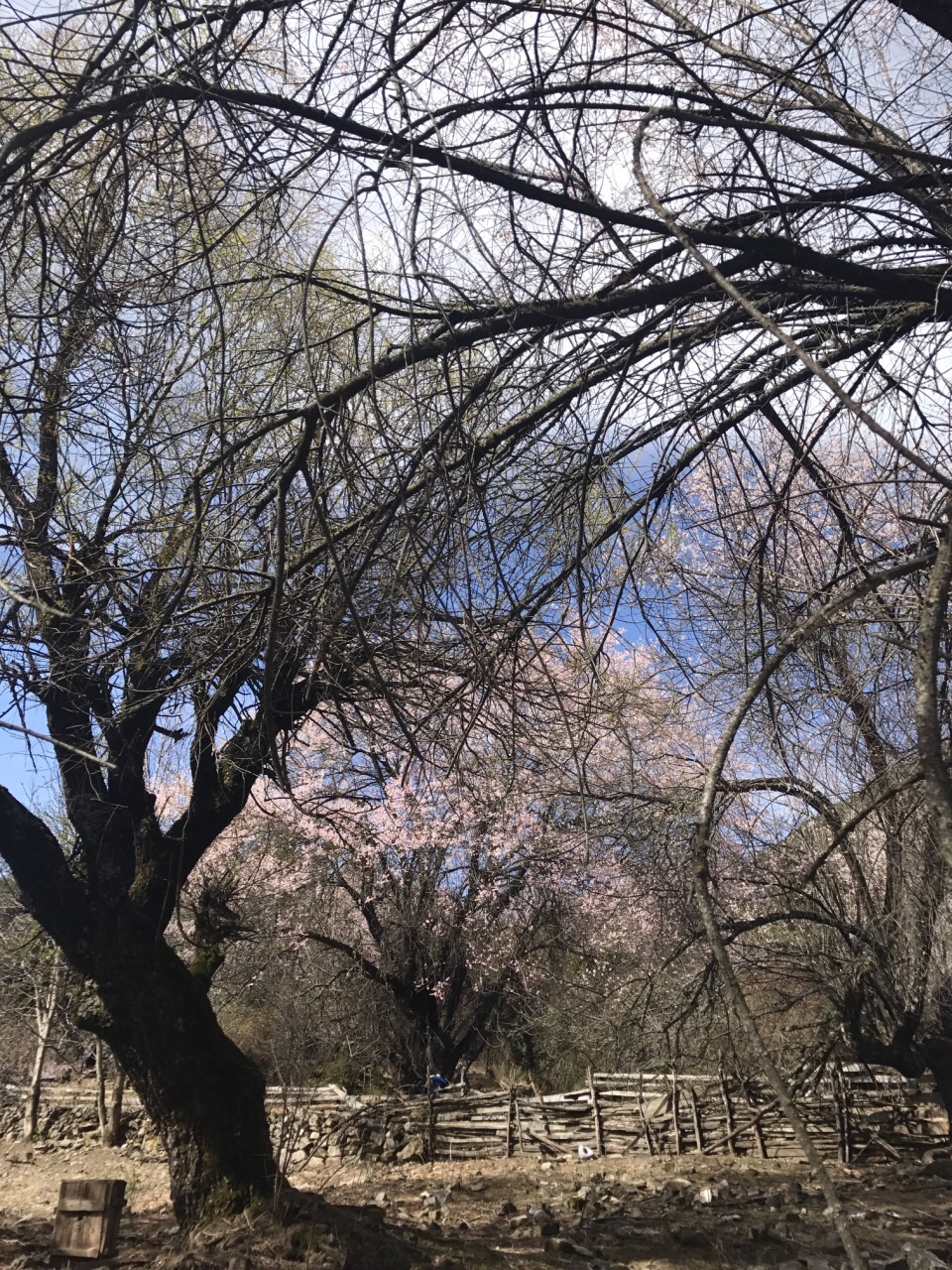 嘎拉桃花村