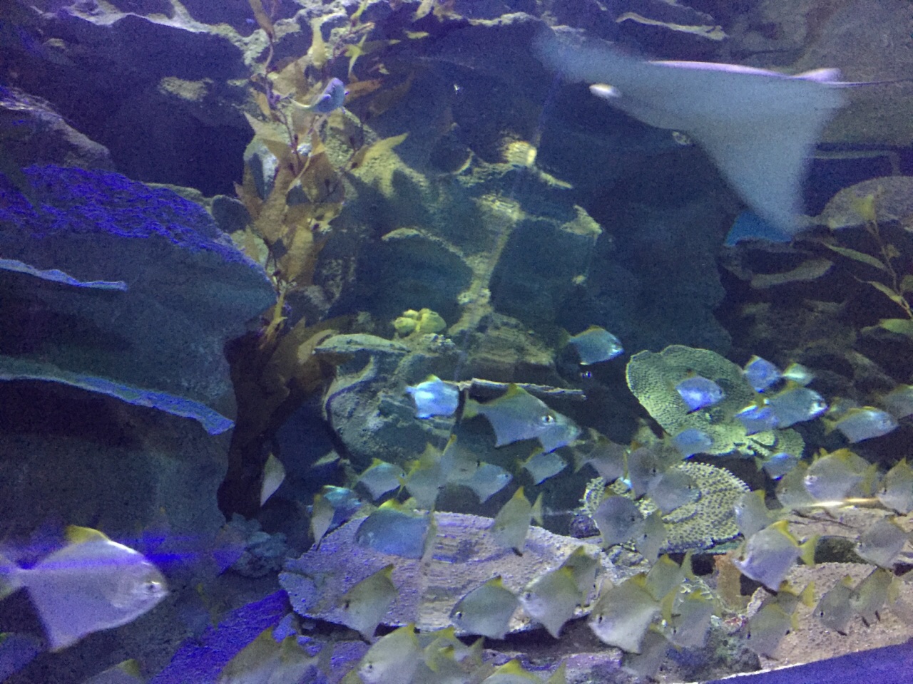 吉隆坡水族馆旅游景点攻略图