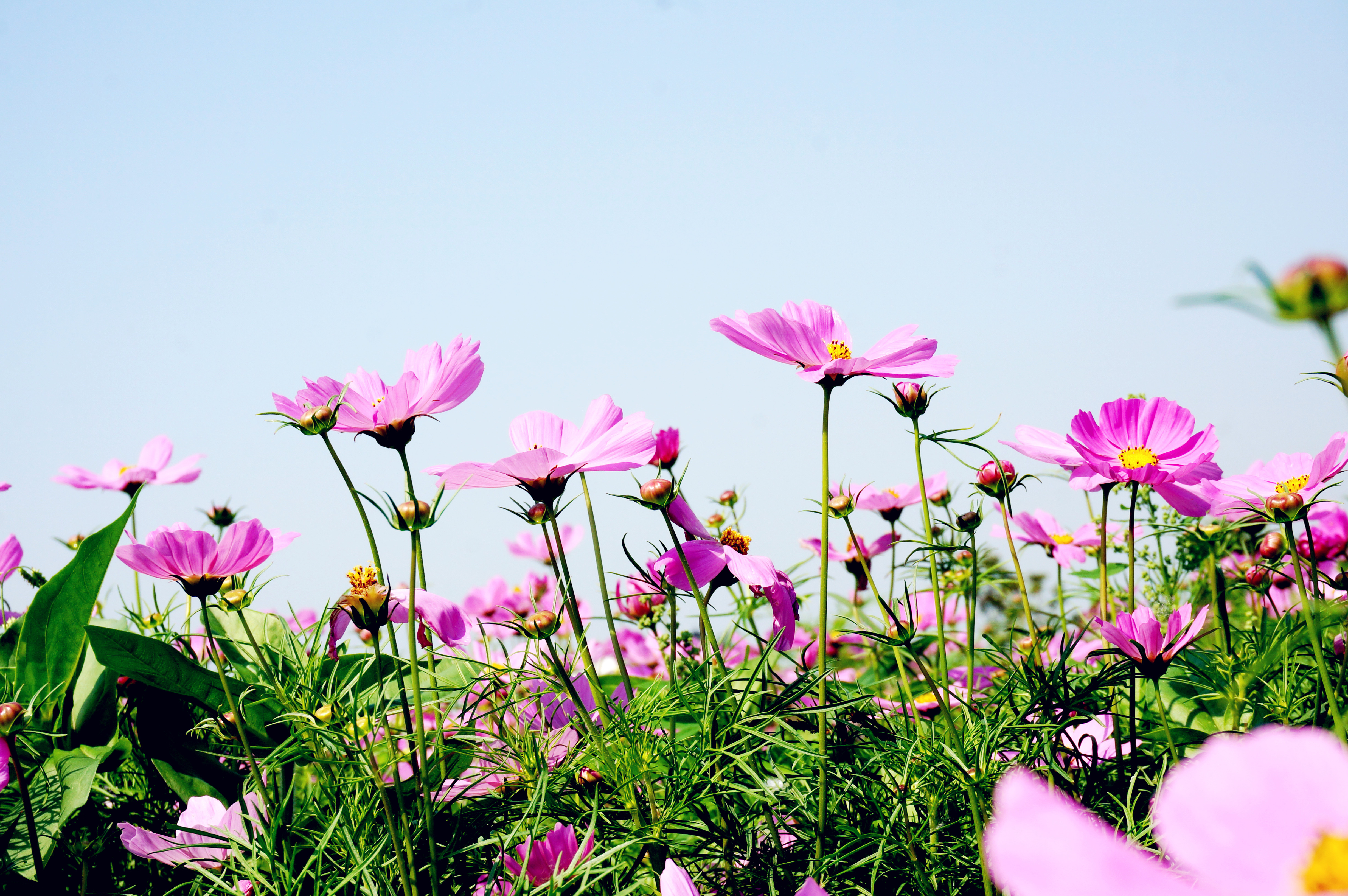 武汉花世界