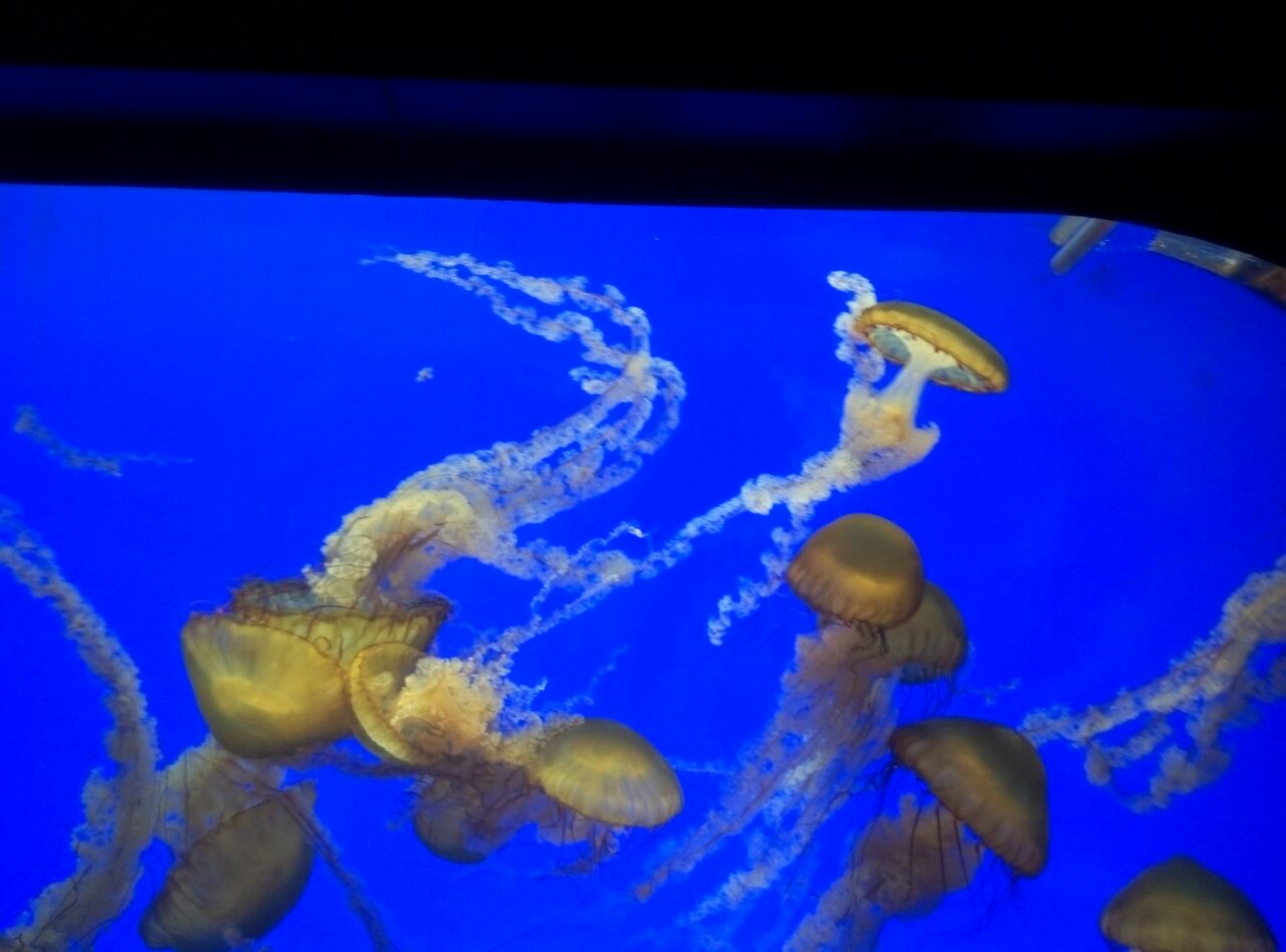 2019上海海洋水族馆_旅游攻略_门票_地址_游记点评