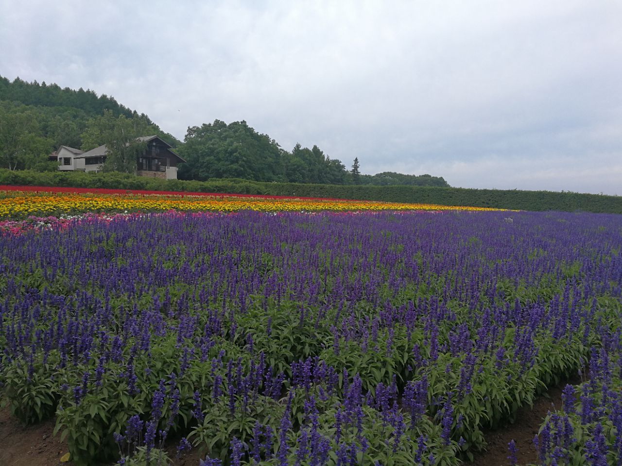 富田农场,分为五个色彩缤纷的花区.