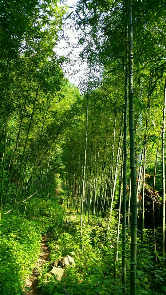 天目山景区旅游景点攻略图