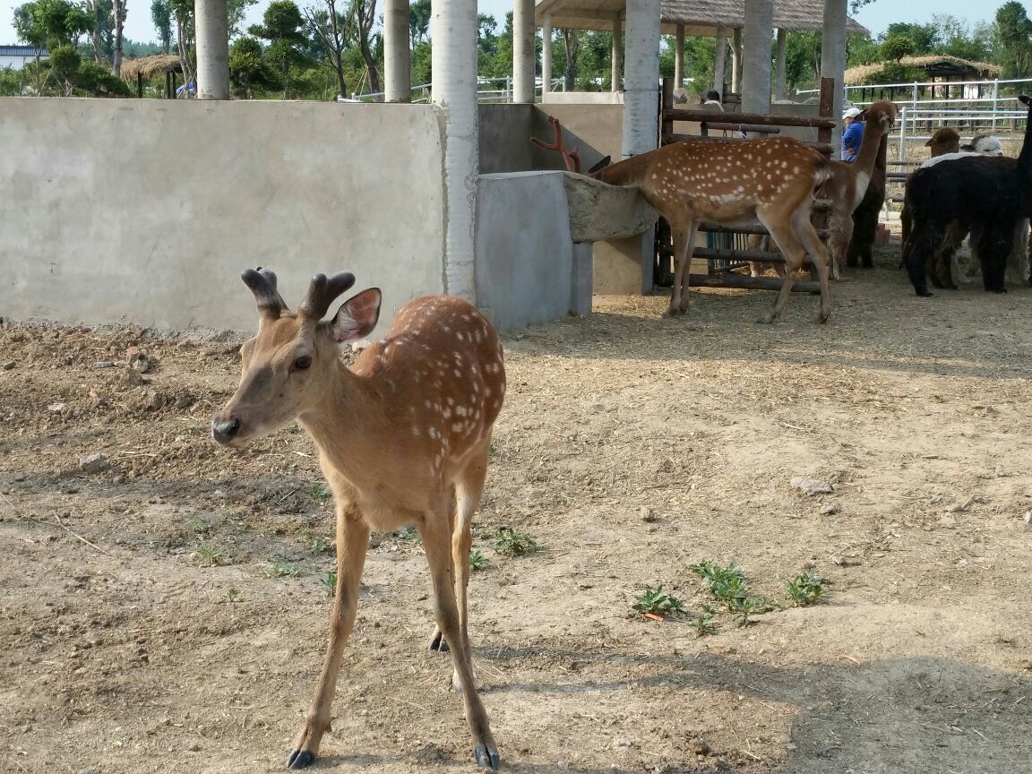 宿州野生动物园