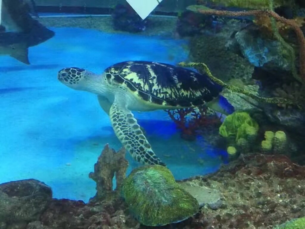 【携程攻略】济南大明湖海底世界好玩吗,济南大明湖样