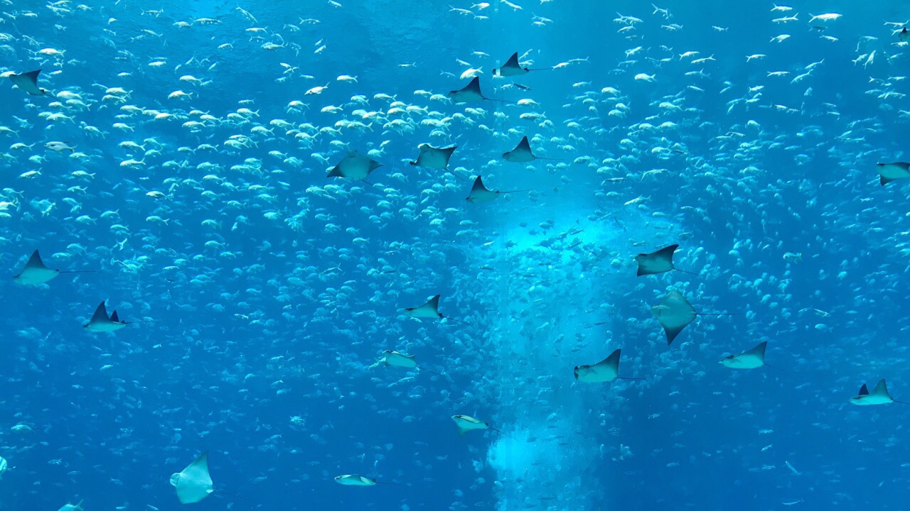 亚特兰蒂斯失落的空间水族馆