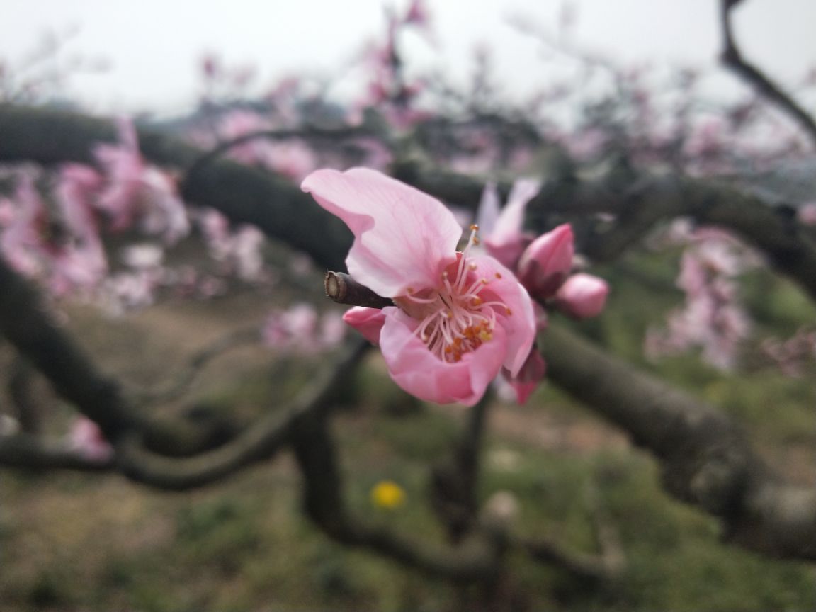 龙泉桃花沟旅游景点攻略图