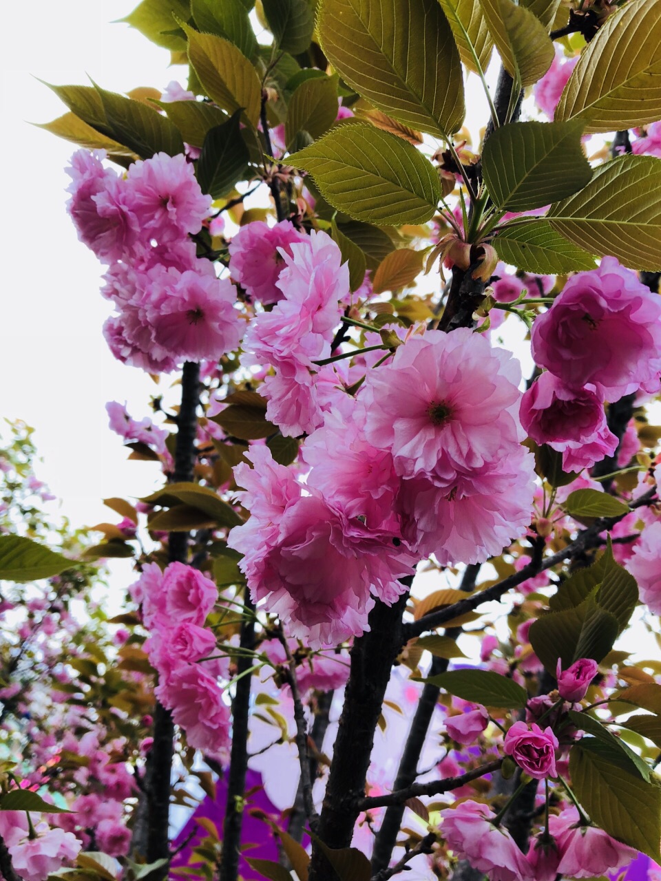 花熳天下(金堂樱花节)