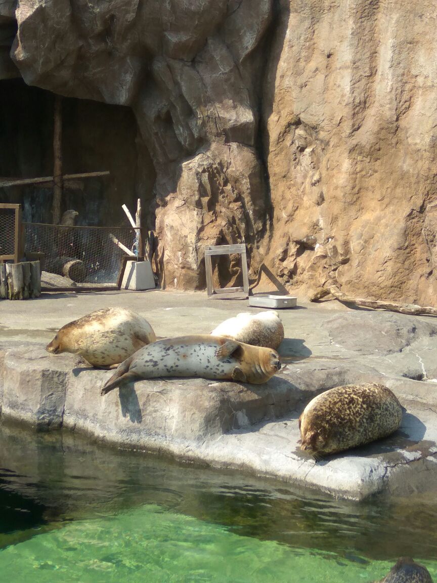 旭山动物园
