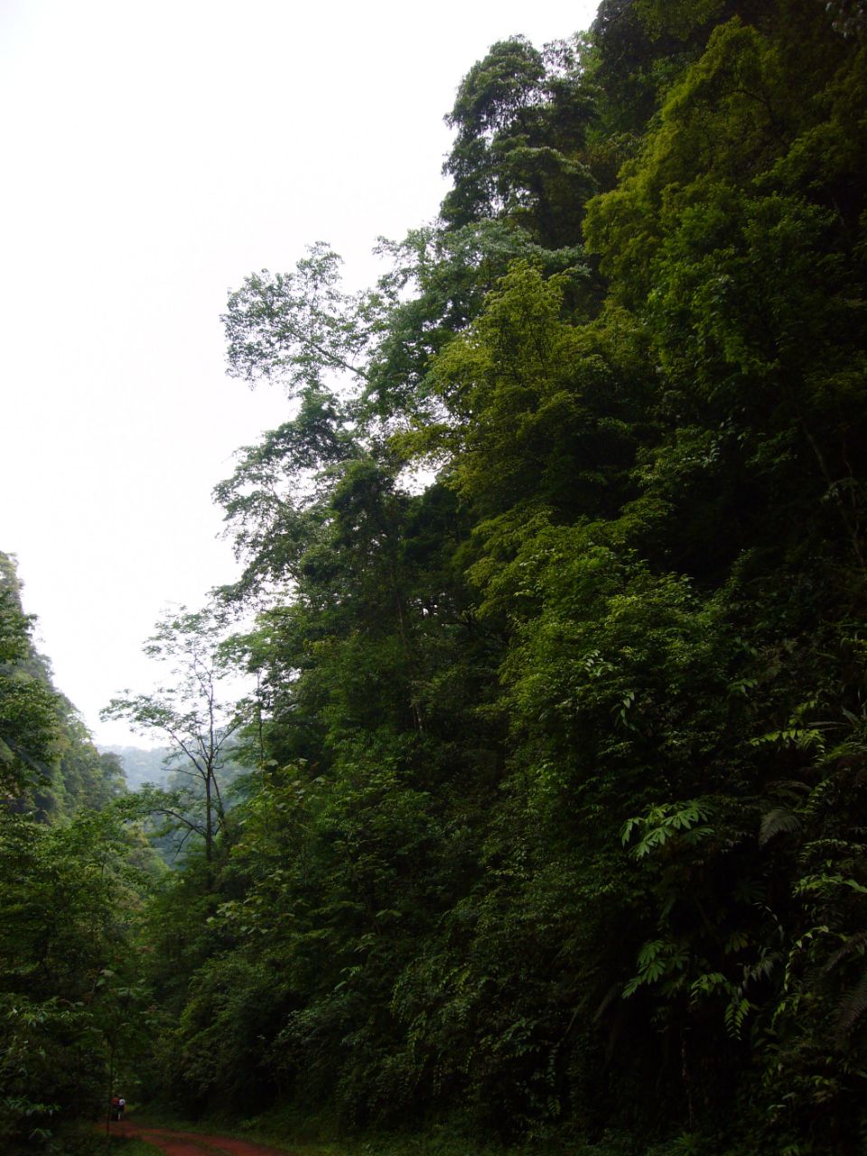 自怀原始森林风景区