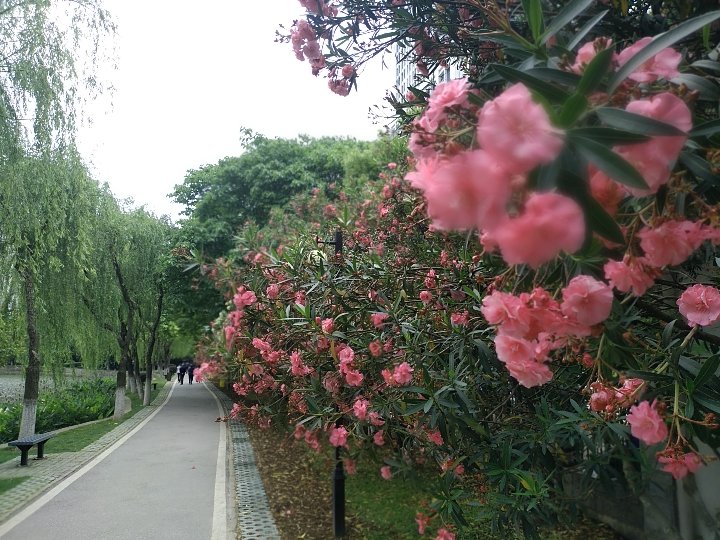 菱角湖公园