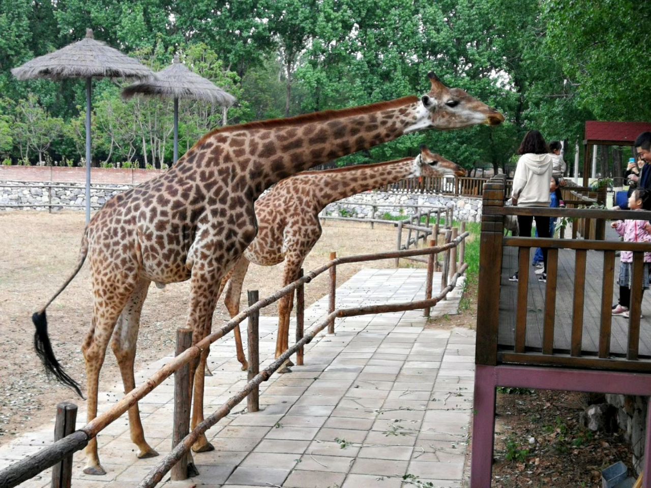北京野生动物园旅游景点攻略图