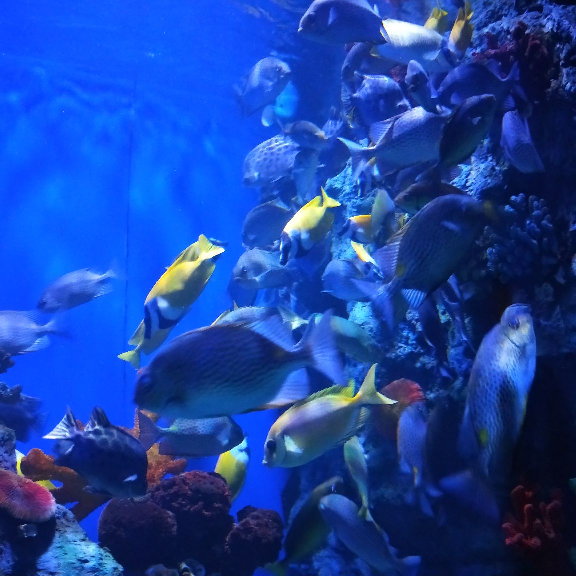 北海北海海底世界好玩吗,北海北海海底世界景点怎么样