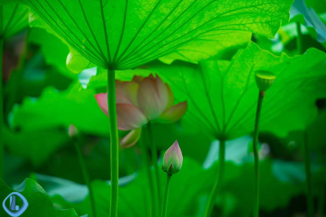 那十里芳径边上,满池的荷花开放,荷叶纵横,令人赏心悦目.