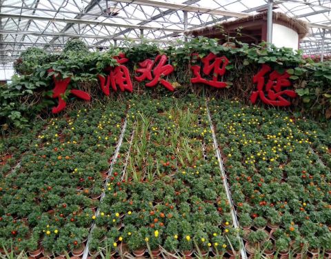 2019大浦世界门票世界,南陵大浦攻略乡村游玩扶绥乡村图片