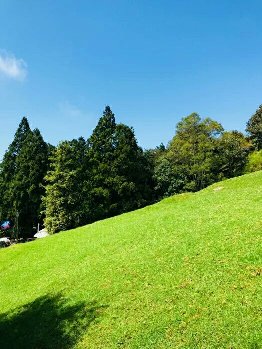 青青草原