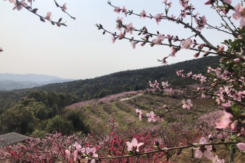 桃花江国家森林公园   分