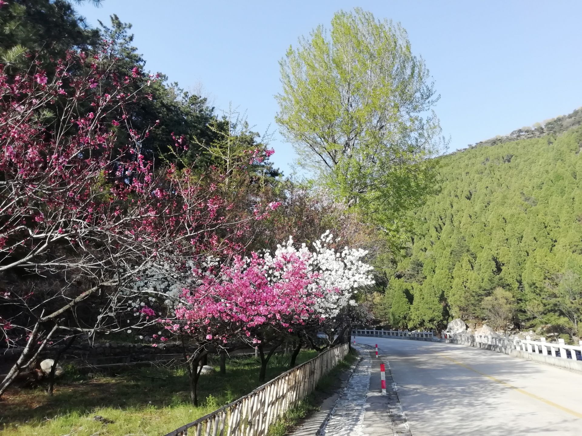 泰山桃花峪好玩吗,泰山桃花峪景点怎么样_点评_评价