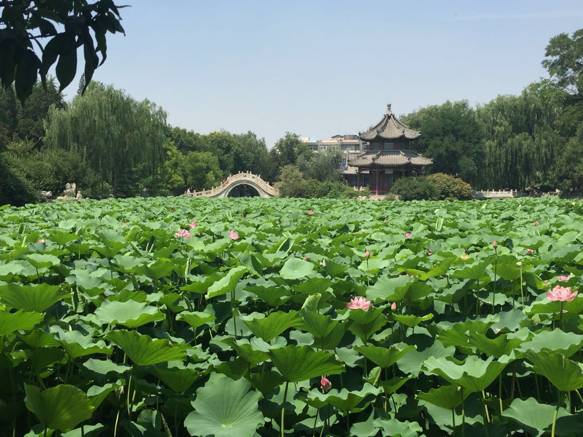 古莲花池就位于保定市的裕华路上,从保定火车站出站的话乘坐1路、4路、8路、12路、26路、35路等公交车几分钟就能到达这里,车票1元,步行的话也很近,古莲花池的位置属于保定老城区,门票三十元,有学生证的话还可以半价,古莲花池是全国十大名园之一,旁边就是直隶总督署,古莲花池和江南的名园一样,门并不大,但是园区却很大,在园中还有直隶图书馆,是是中国历史最久,保存最完好的图书馆,清朝的乾隆皇帝就曾经多次来到过这里,整个景区以水池为主体,几乎占了全园的四分之一,尤其是在每年的六月底七月初的时候,这个季节正好是池中